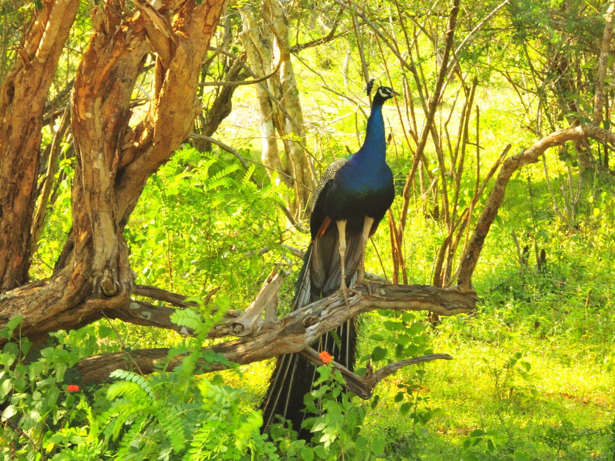 Yala Beddegama Eco Kataragama Exterior foto